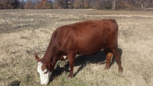 South Pole Cattle For Sale