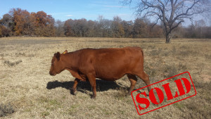 South Pole Cattle For Sale